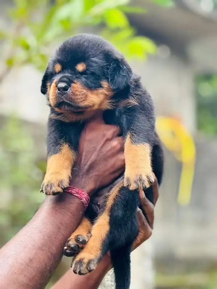 Rottweiler Puppy | Rottweiler Dog Puppies for sale — photo 3