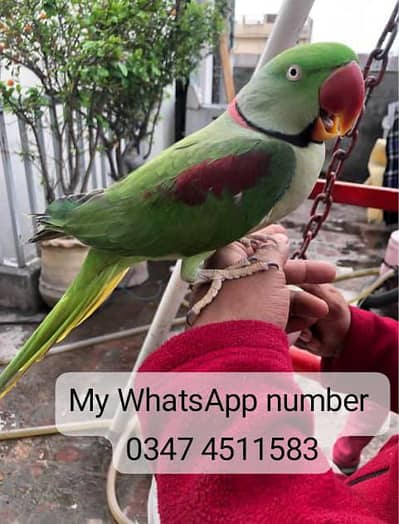 Kashmir Raw Parrot  Handtan