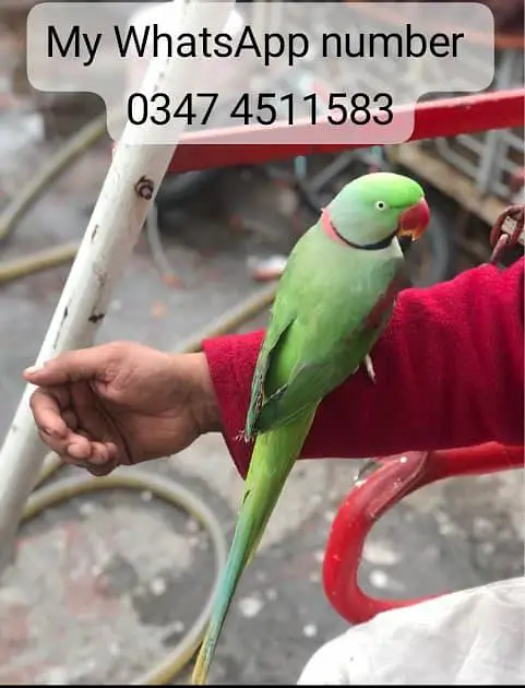 Kashmir Raw Parrot  Handtan — photo 2