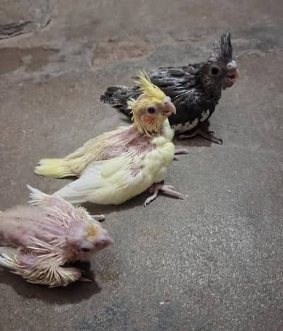 cocktails chicks