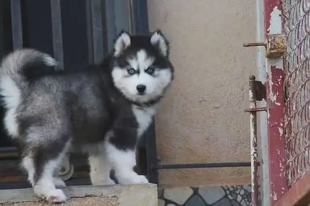Siberian Husky | Wolly Coat Husky Puppy | Blue Eyes Husky | Husky Pupy — photo 3