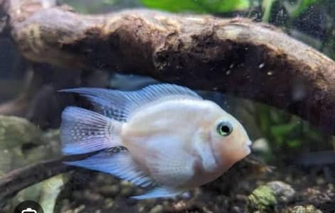 fish for sale