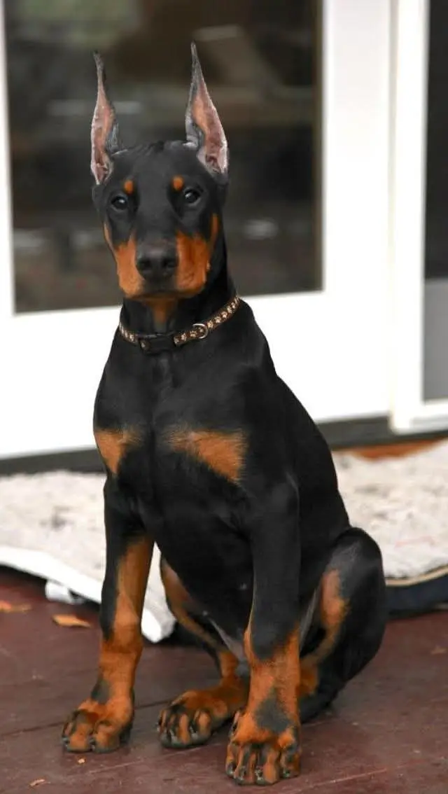 American Doberman puppies | Doberman Puppy | Dog for sale — photo 3