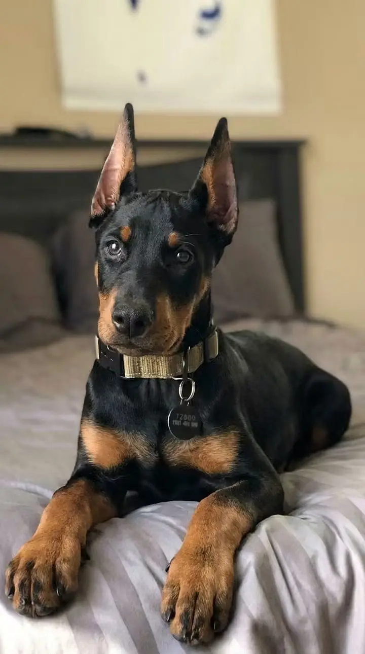 American Doberman puppies | Doberman Puppy | Dog for sale — photo 2