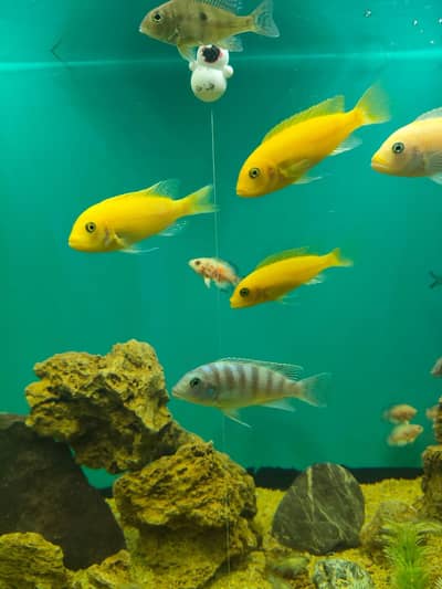 mabuna cichlids for sale