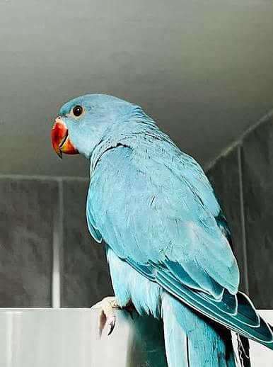 blue parrot