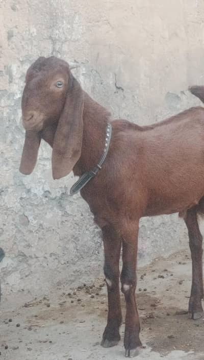 MashAllah Bittal bakra Qurbni / breding
