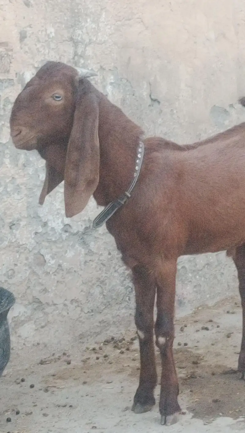 MashAllah Bittal bakra Qurbni / breding — photo 2