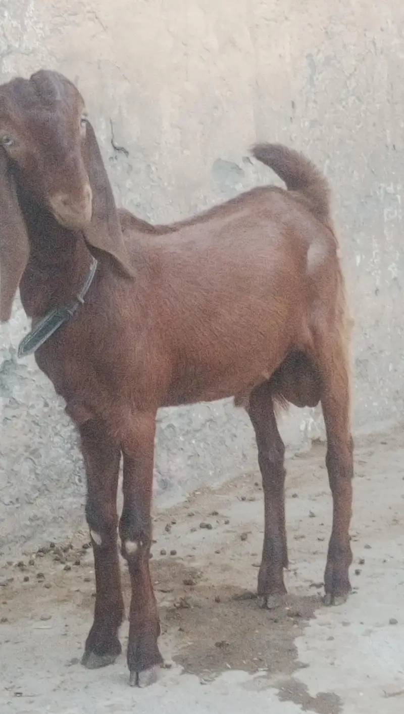 MashAllah Bittal bakra Qurbni / breding — photo 3