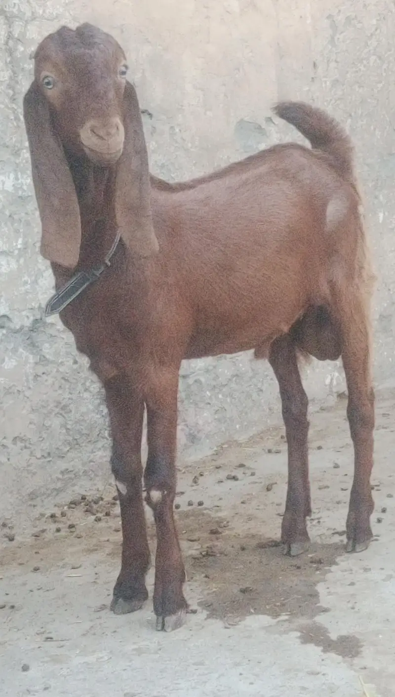 MashAllah Bittal bakra Qurbni / breding — photo 4