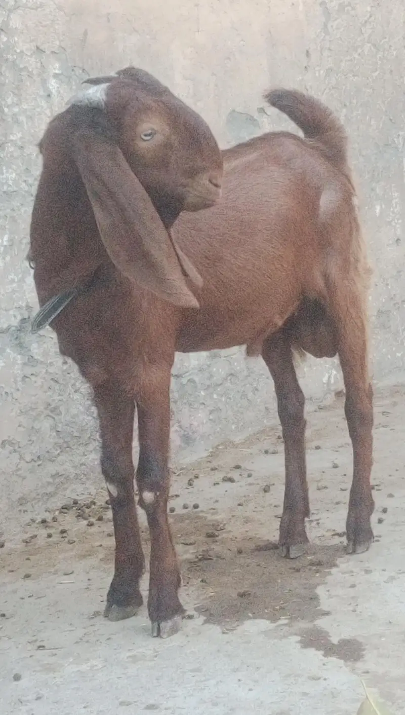 MashAllah Bittal bakra Qurbni / breding — photo 5