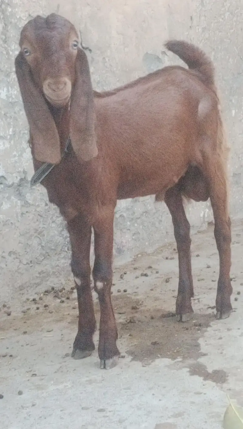 MashAllah Bittal bakra Qurbni / breding — photo 6