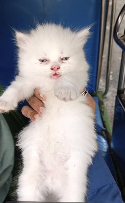 kitten available hy for sale argand sale Karna hy