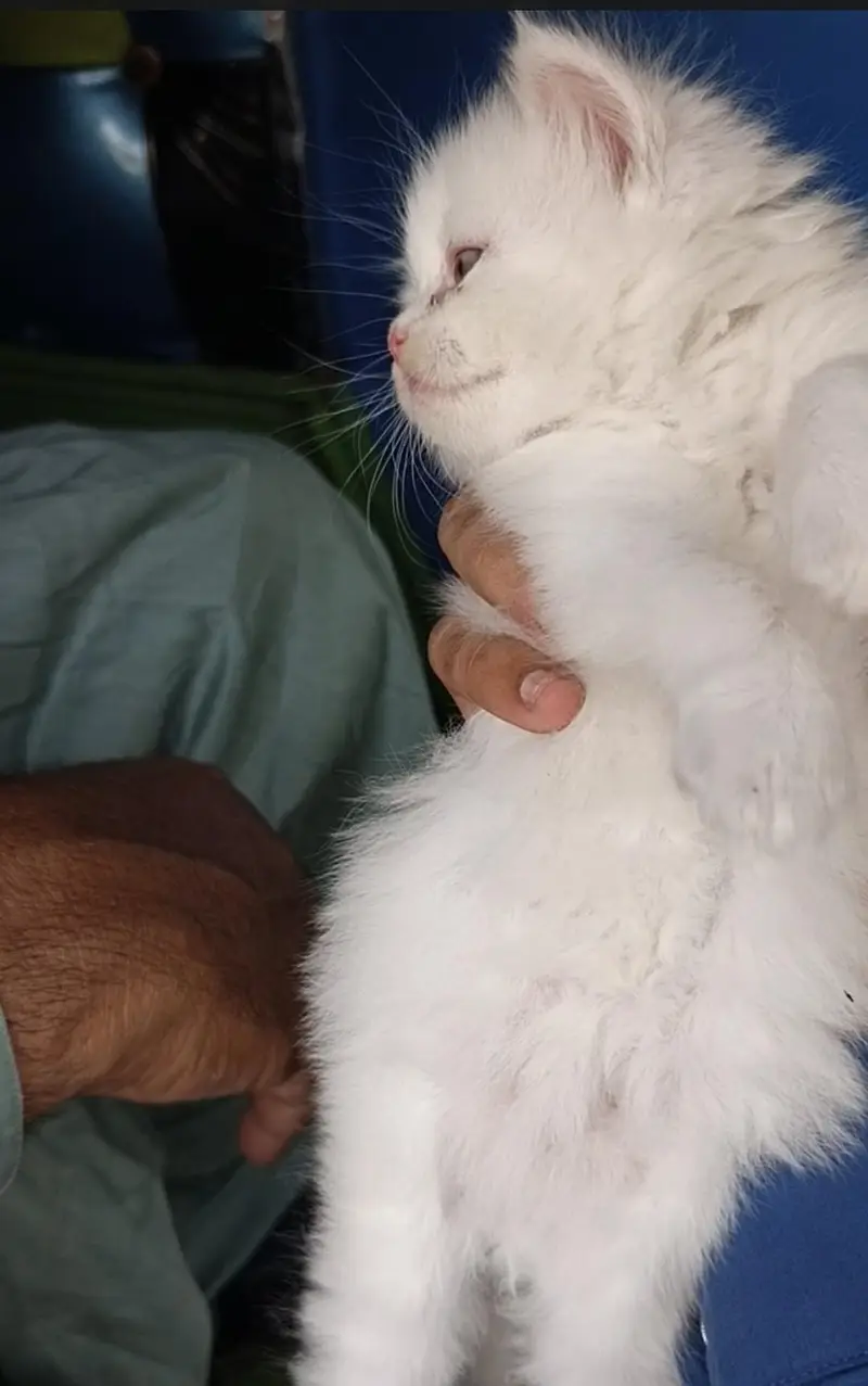 kitten available hy for sale argand sale Karna hy — photo 2