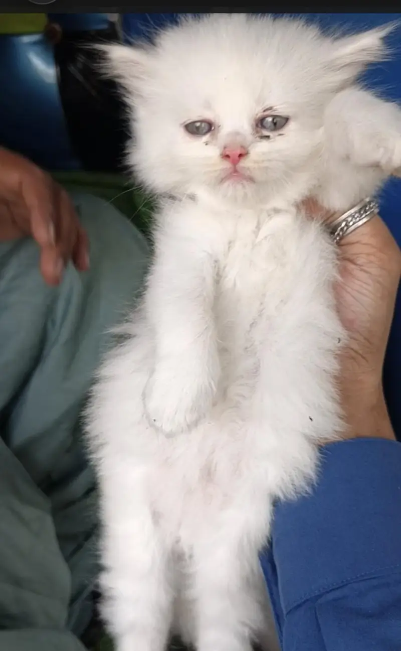 kitten available hy for sale argand sale Karna hy — photo 3