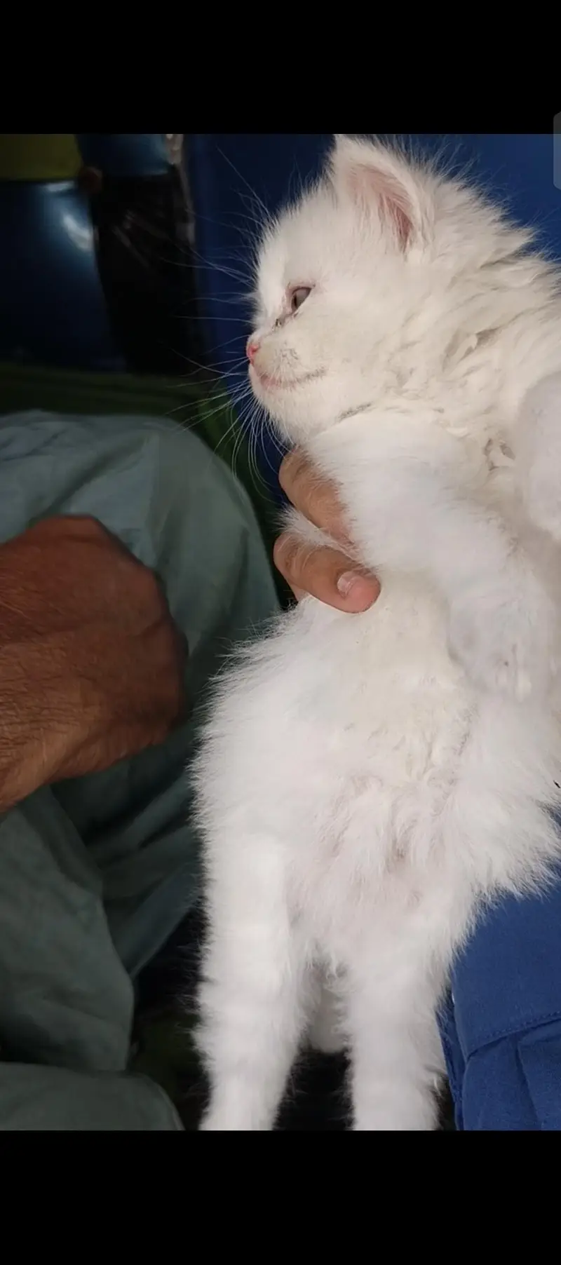 kitten available hy for sale argand sale Karna hy — photo 4