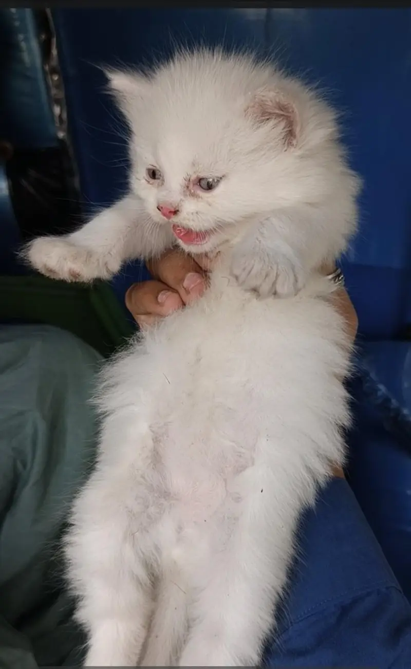 kitten available hy for sale argand sale Karna hy — photo 5