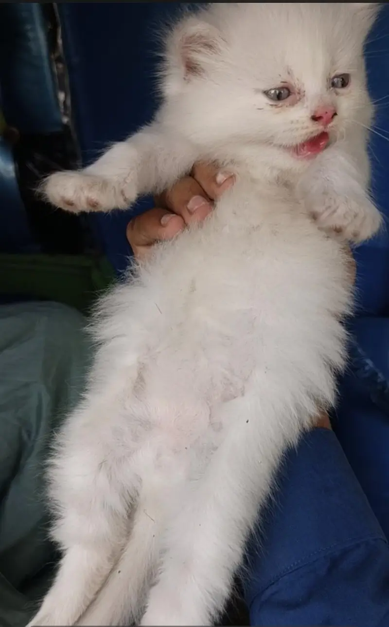 kitten available hy for sale argand sale Karna hy — photo 6