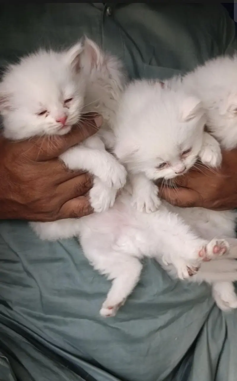 kitten available hy for sale argand sale Karna hy — photo 7