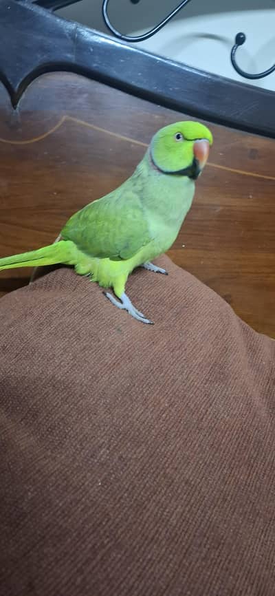 Hand taim and Talking friendly parrot