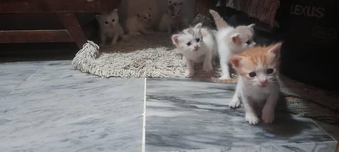 kitten