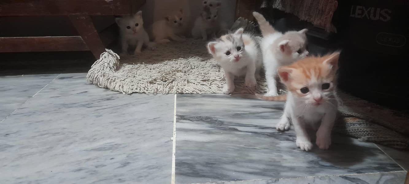 kitten 0