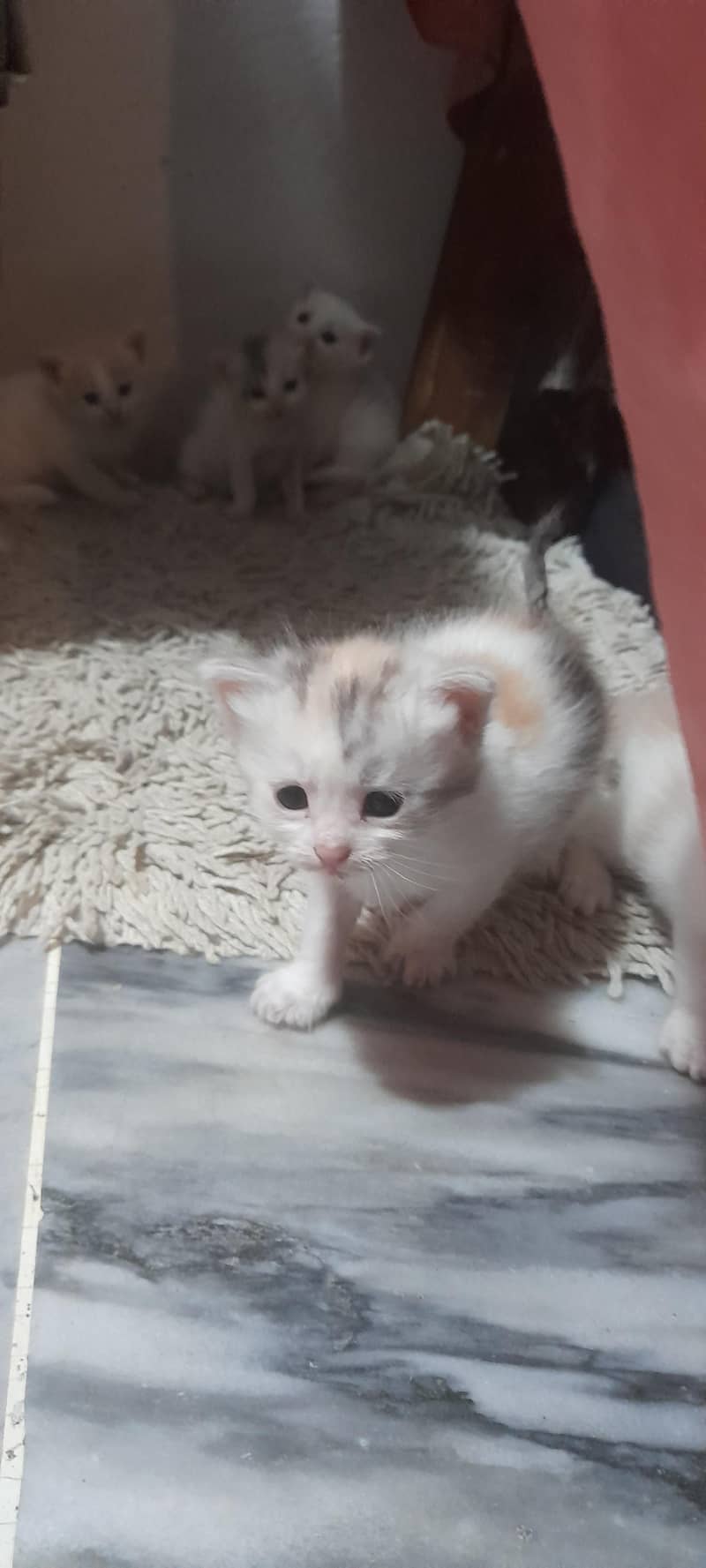 kitten 1