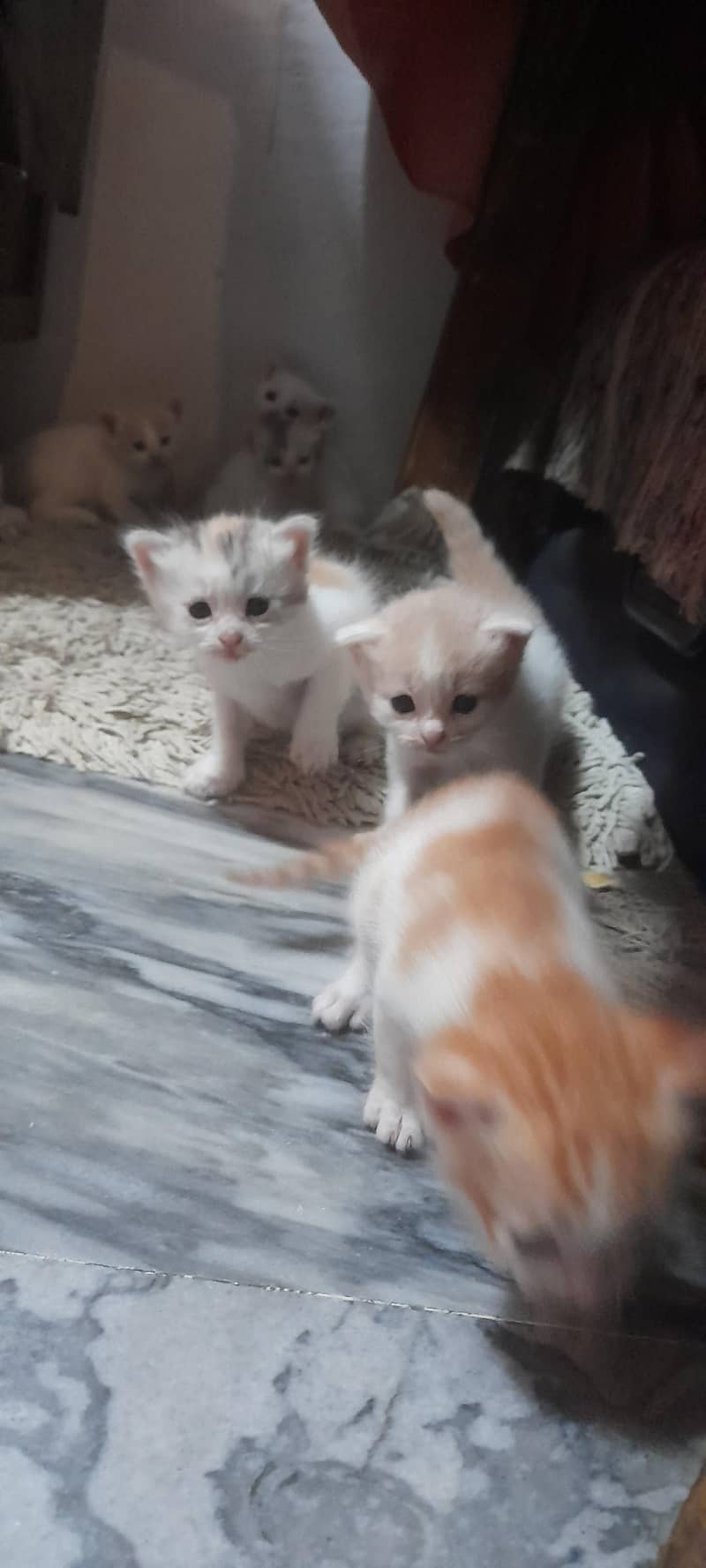 kitten 2