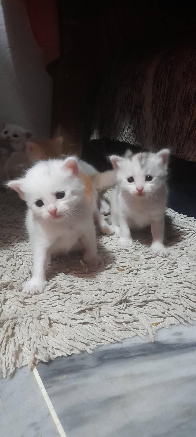 kitten 3