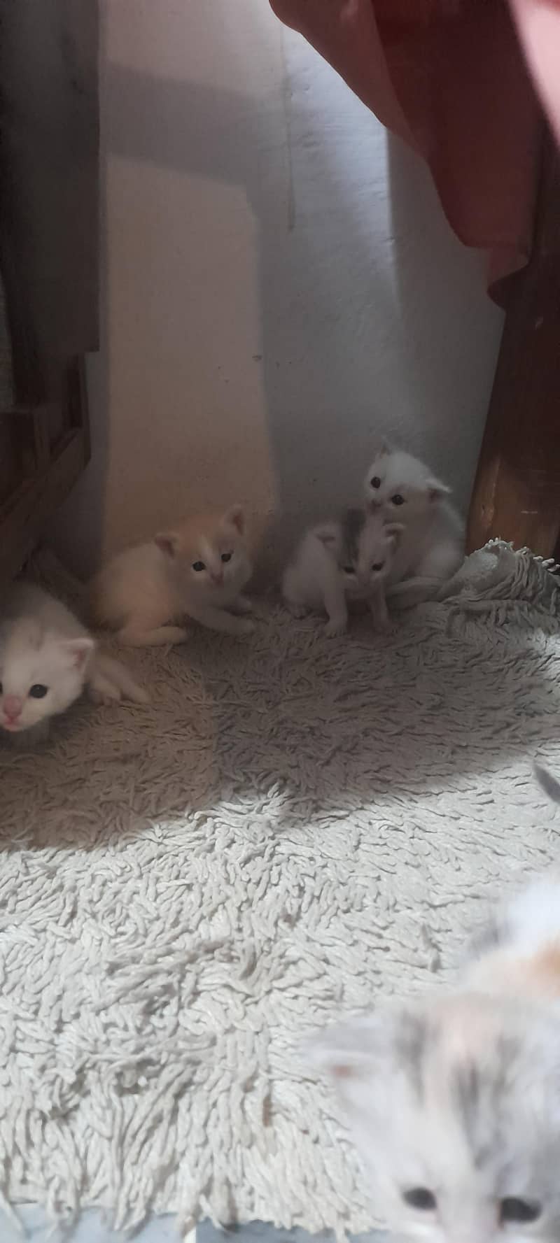 kitten 4