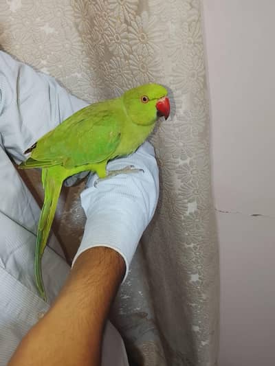 urjent sale. hand tame,friendly,zero bite ringneck(desdripton) dekhen