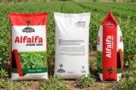 Rhodes grass seed Alfalfa seed r rye grass seed available