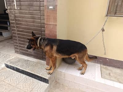 Pedigree pink