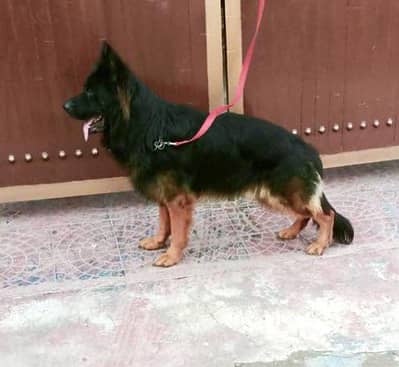 German shepherd dog for stud