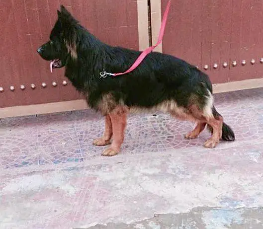 German shepherd dog for stud — photo 2