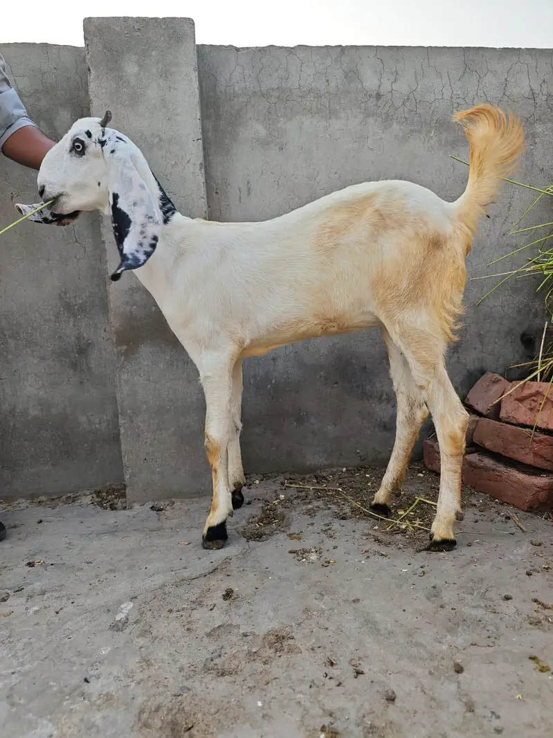 female path for sale — photo 2