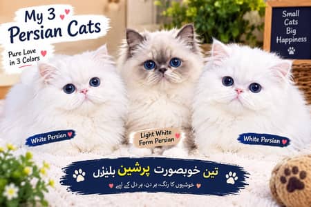 Beautiful Persian Cats for Sale – White & Cream