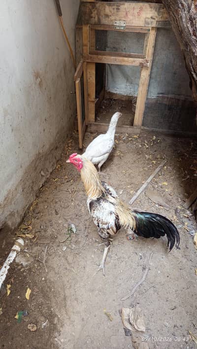 Aseel Murga  (male)
