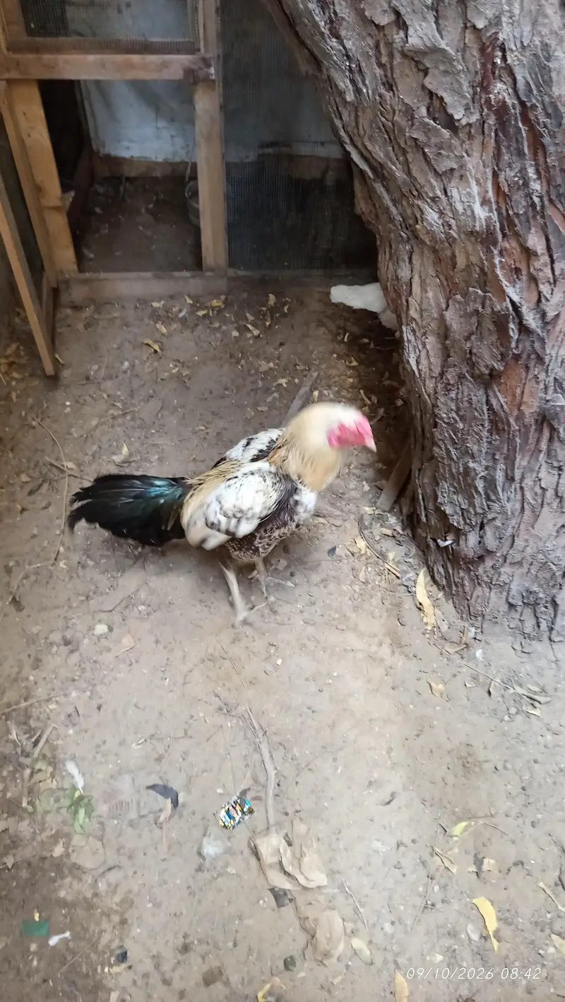 Aseel Murga  (male) — photo 2