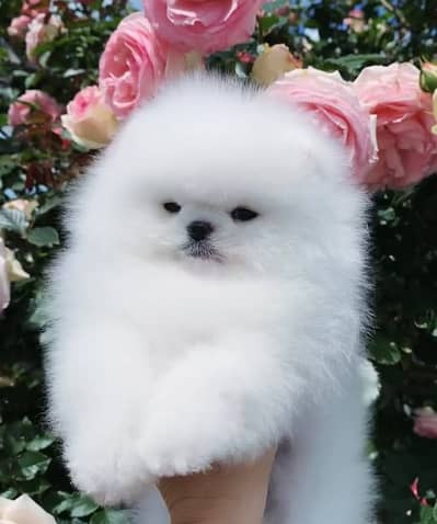 Pomeranian Pupps | Pomeranian Toy Pupps | Tecup Pomeranian For Sale