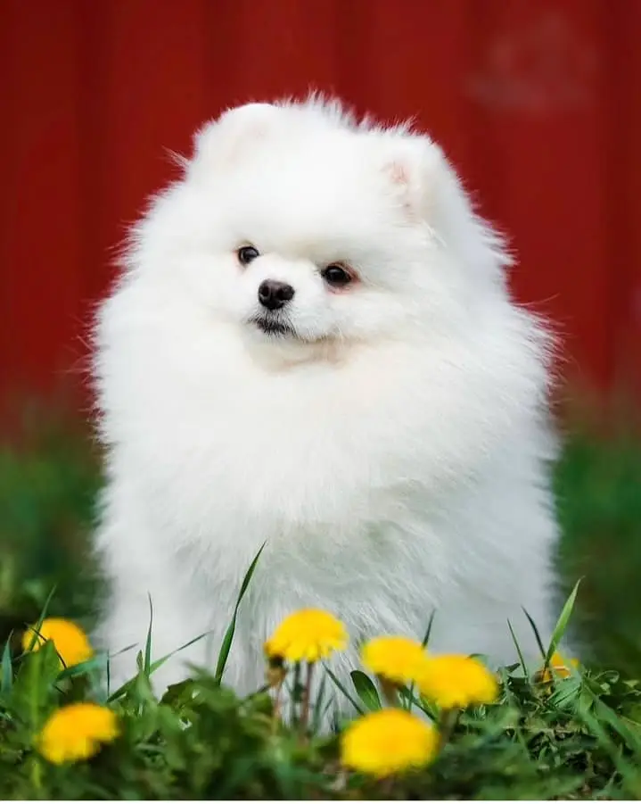 Pomeranian Pupps | Pomeranian Toy Pupps | Tecup Pomeranian For Sale — photo 2