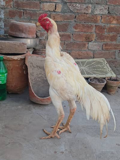 o shamo paper white fresh and fertile egg