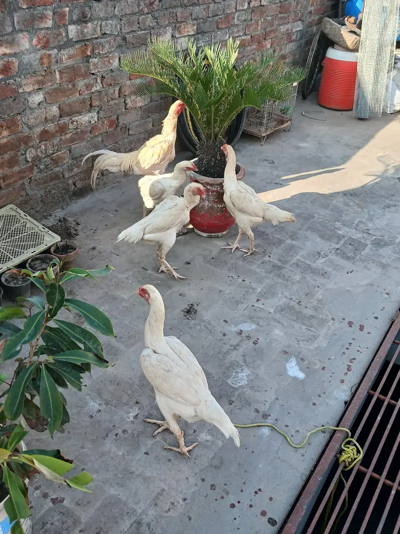 o shamo paper white fresh and fertile egg — photo 2