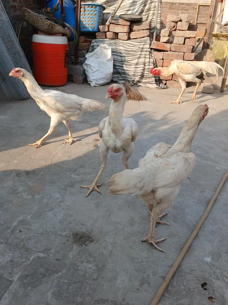 o shamo paper white fresh and fertile egg — photo 3