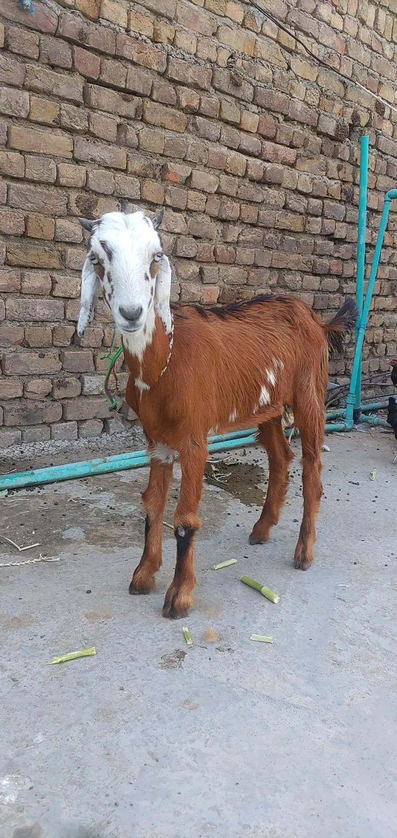 Teddy Female Phatt 7 Month — photo 2