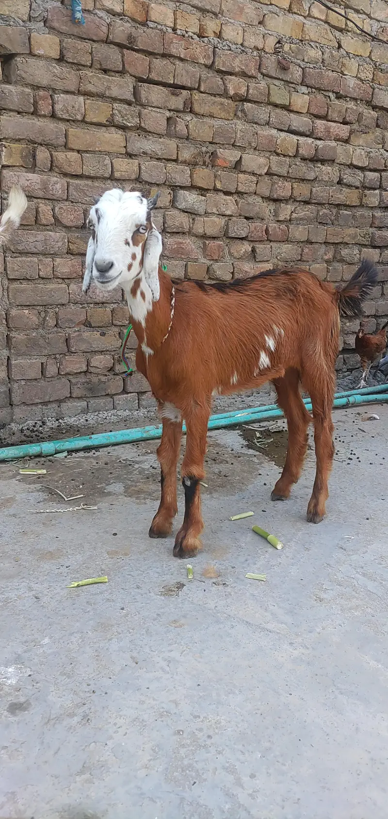 Teddy Female Phatt 7 Month — photo 3
