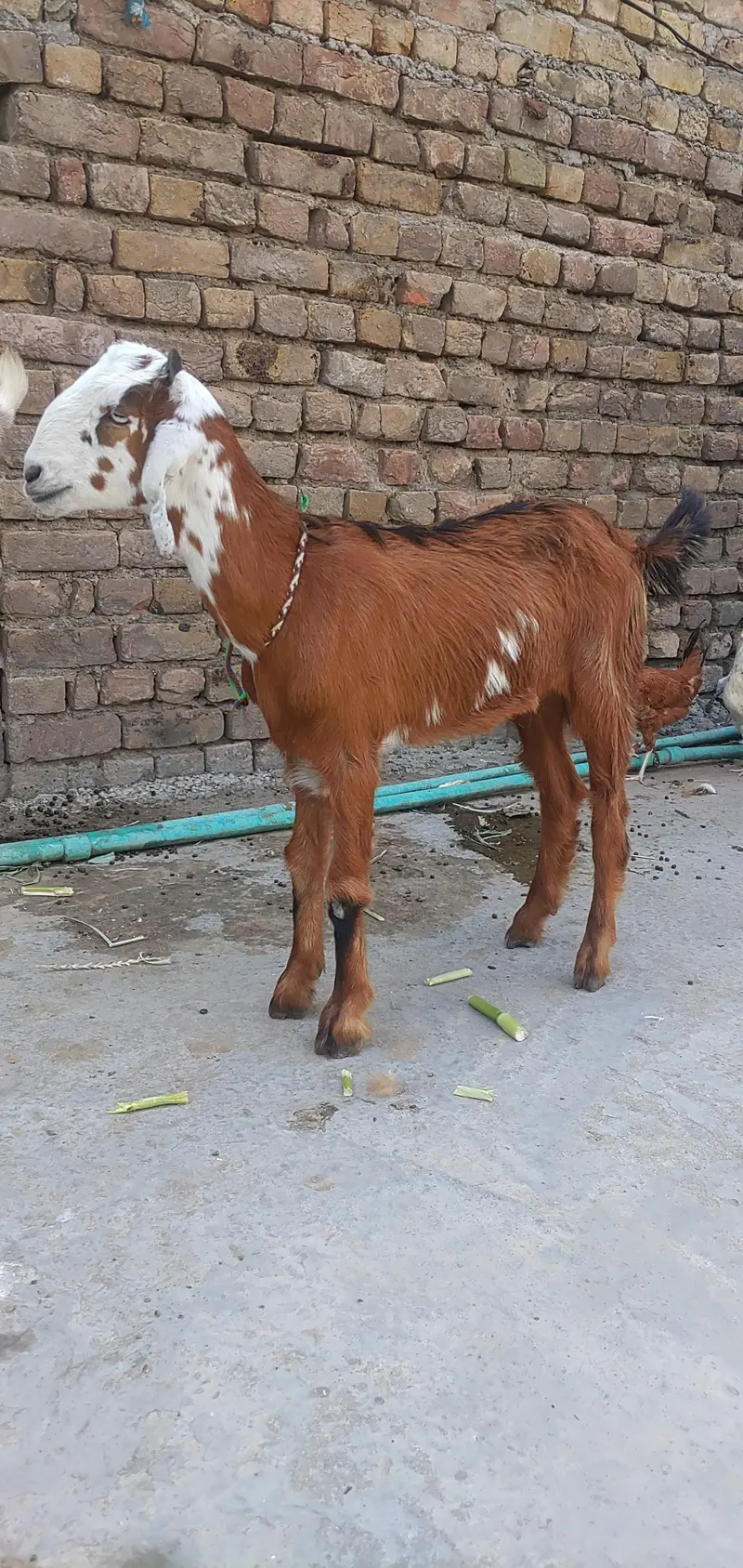 Teddy Female Phatt 7 Month — photo 4
