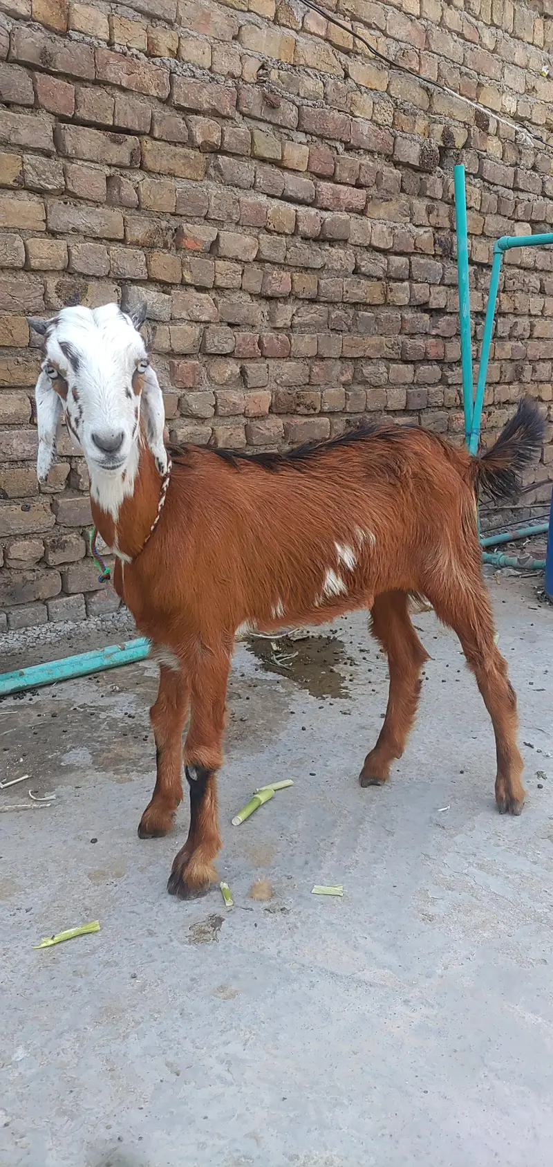 Teddy Female Phatt 7 Month — photo 5