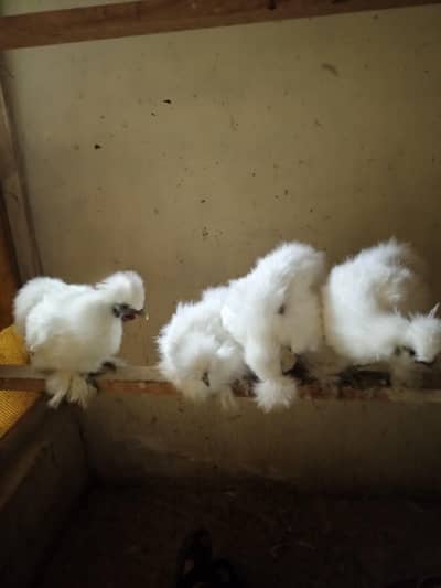 White Silkie Pullets available