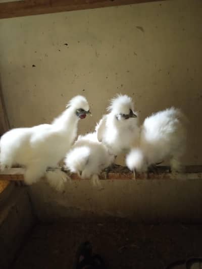 White Silkie Pullets available
